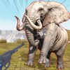 zoo anomaly simulation